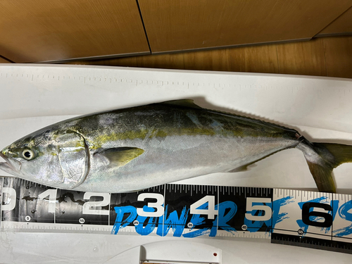 ハマチの釣果