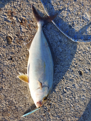 ネリゴの釣果