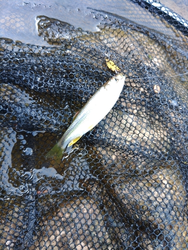 カワムツの釣果