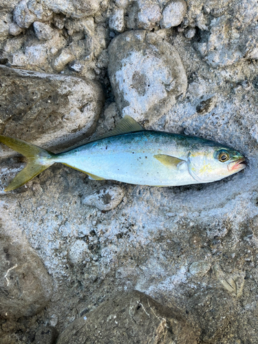 ツバスの釣果