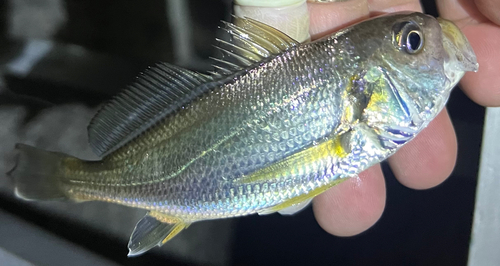 イシモチの釣果