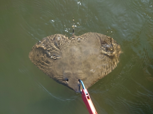 ツバクロエイの釣果