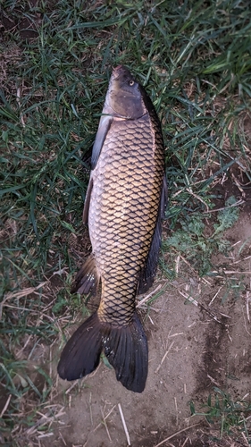 コイの釣果