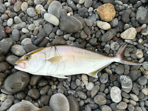 ネイリの釣果