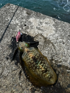 アオリイカの釣果