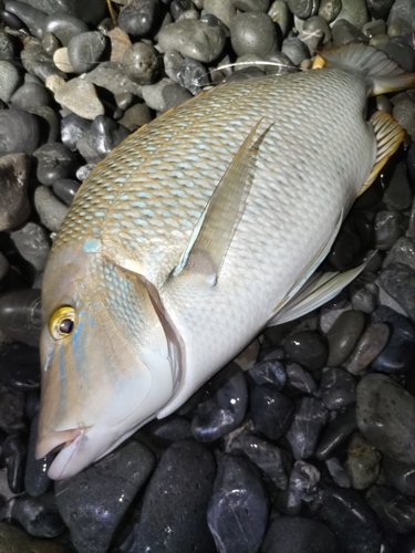 ハマフエフキの釣果