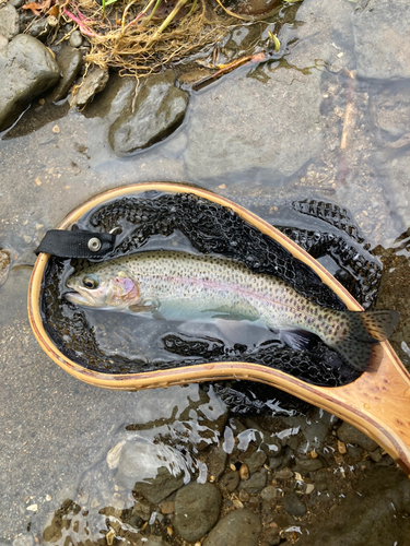 ニジマスの釣果