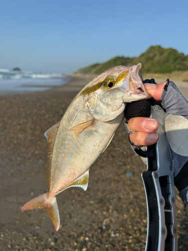 ハマチの釣果