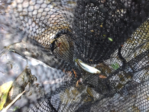 カワムツの釣果