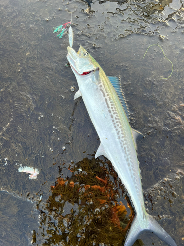 マサバの釣果