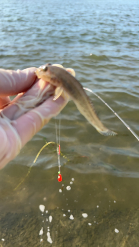 マイカの釣果