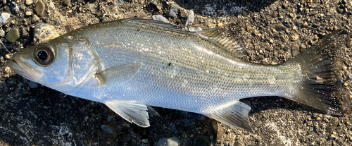 セイゴ（マルスズキ）の釣果