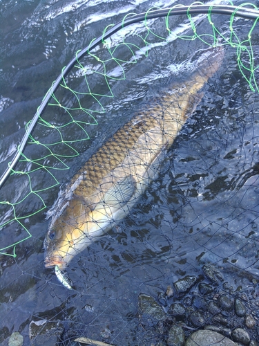 コイの釣果