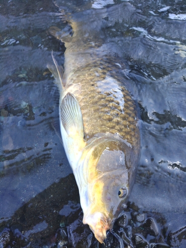 コイの釣果