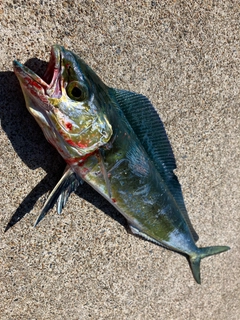 シイラの釣果