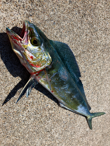 シイラの釣果