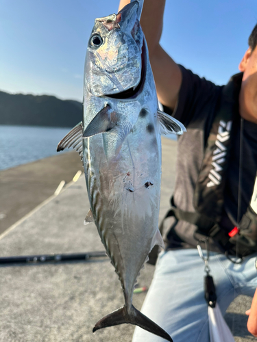 カツオの釣果