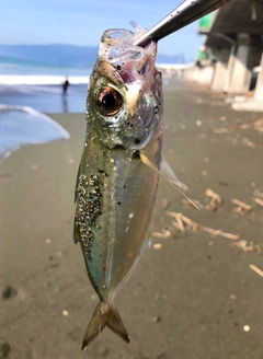 メアジの釣果