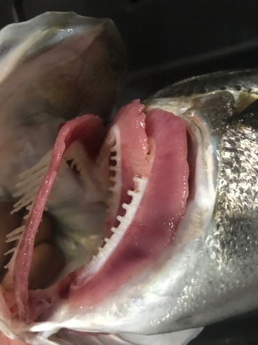 スズキの釣果