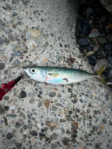 サバの釣果