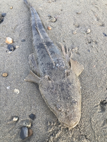 マゴチの釣果