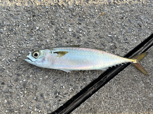 サバの釣果