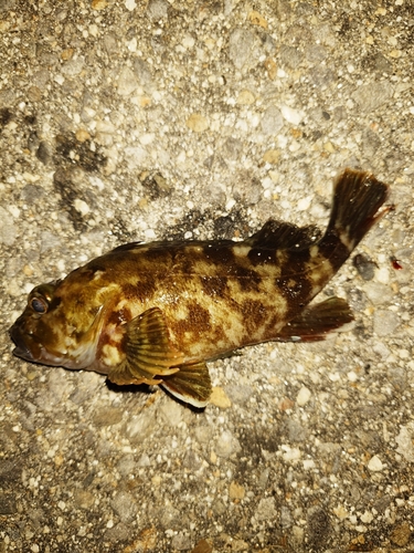 カサゴの釣果