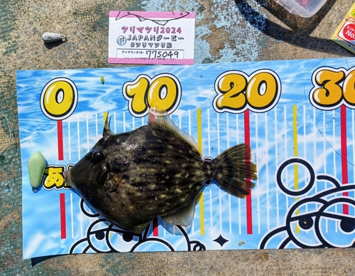 カワハギの釣果