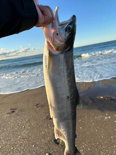 アキアジの釣果