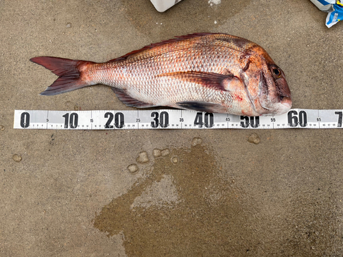 マダイの釣果