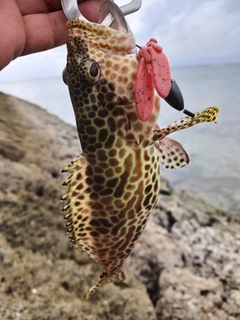 イシミーバイの釣果