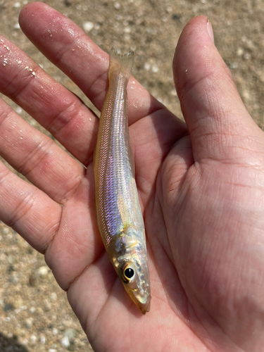 キスの釣果