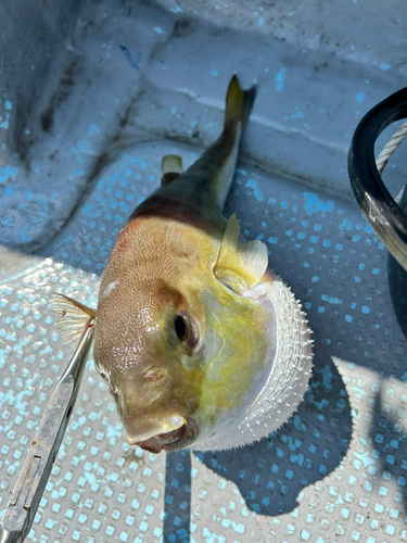 シロサバフグの釣果