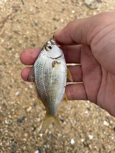 キビレの釣果