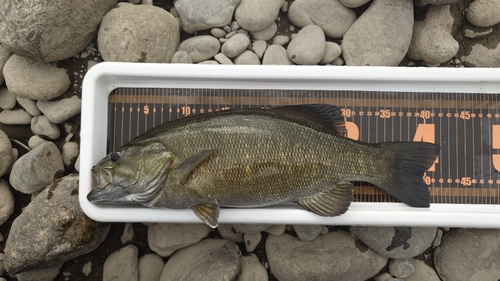 スモールマウスバスの釣果