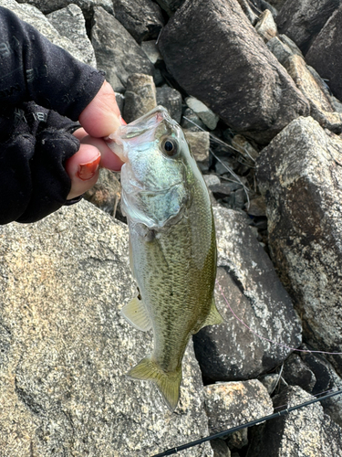 ラージマウスバスの釣果