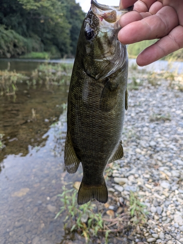 釣果