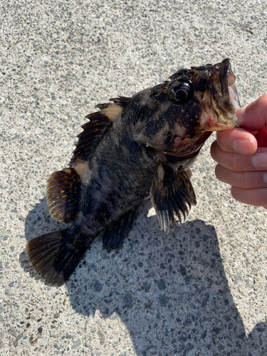 ムラソイの釣果