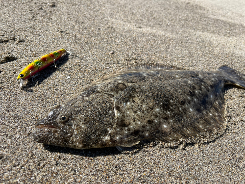 ヒラメの釣果