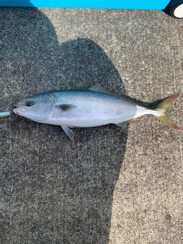 イナダの釣果