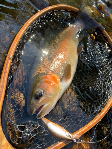 ニジマスの釣果