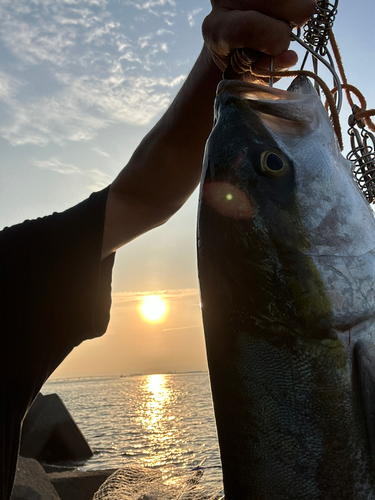 メジロの釣果