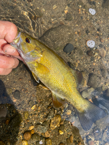 スモールマウスバスの釣果