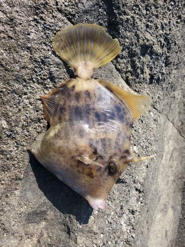 カワハギの釣果