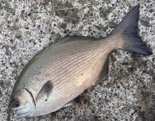 イスズミの釣果