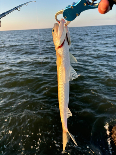 エソの釣果