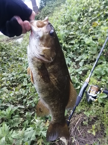 スモールマウスバスの釣果