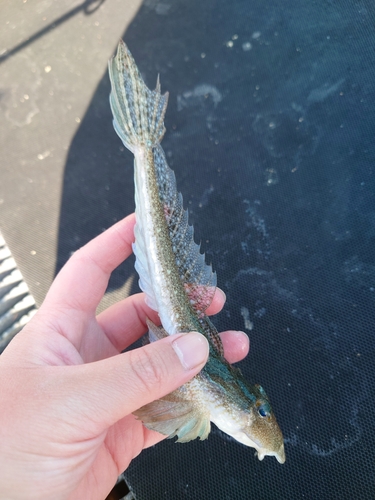 ネズッポの釣果