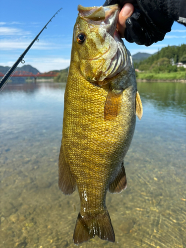 スモールマウスバスの釣果