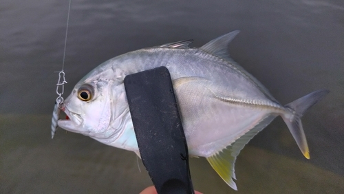 メッキの釣果